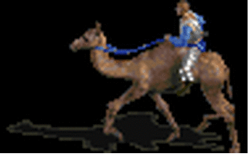 Avi camel2