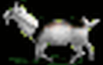 Lost goat