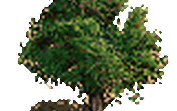 Tree1